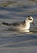 Phalarope à bec large