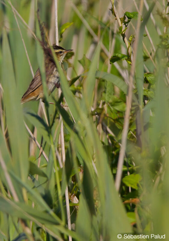 Phragmite des joncs