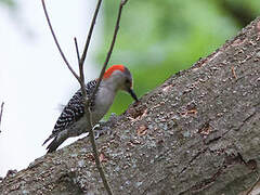 Red-bellied Woodpecker