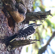 Hairy Woodpecker