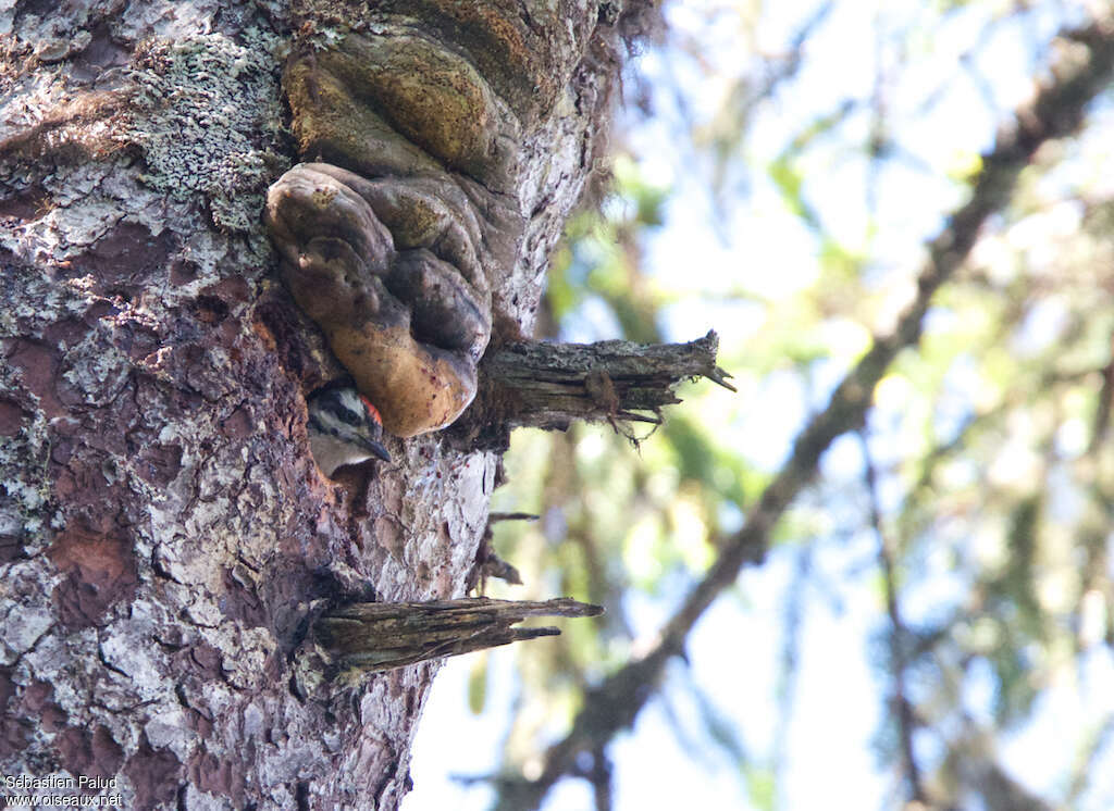 Hairy Woodpeckerjuvenile, Reproduction-nesting