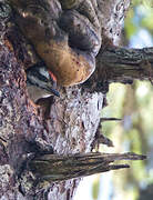 Hairy Woodpecker