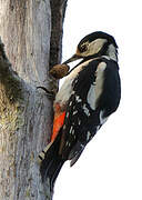 Great Spotted Woodpecker