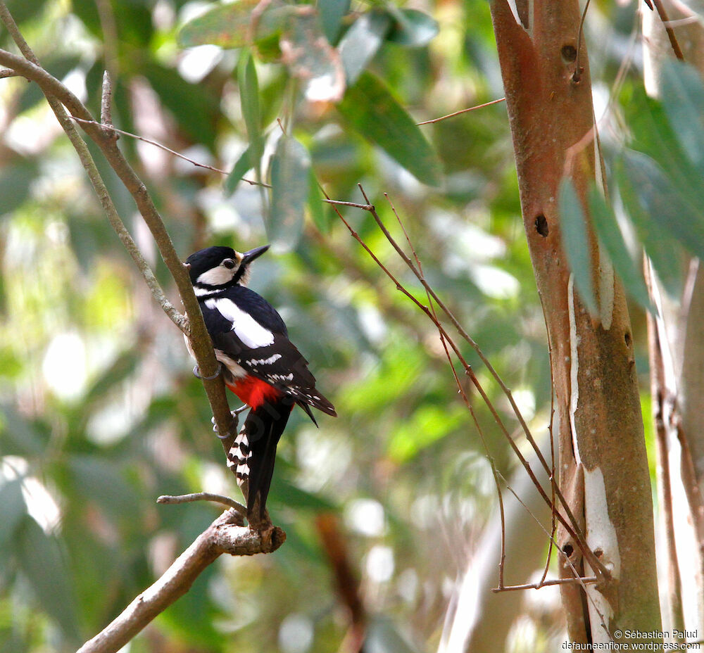 Great Spotted Woodpecker female adult