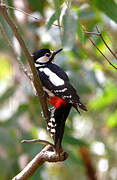 Great Spotted Woodpecker