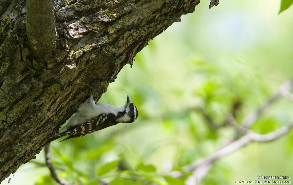 Downy Woodpecker female adult, identification