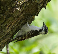 Downy Woodpecker