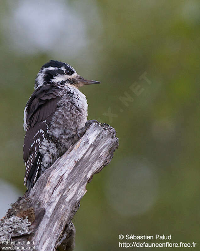 Eurasian Three-toed Woodpecker female adult, identification