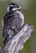 Eurasian Three-toed Woodpecker