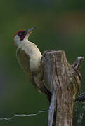 European Green Woodpecker