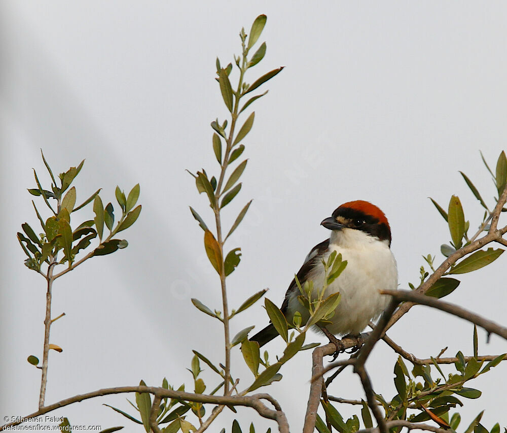 Woodchat Shrike male adult