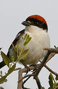 Woodchat Shrike