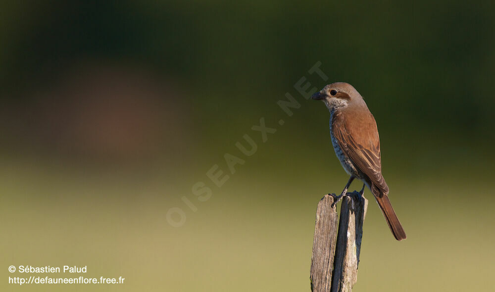 Red-backed Shrike female adult