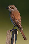 Red-backed Shrike