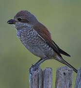 Red-backed Shrike