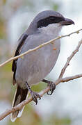 Iberian Grey Shrike