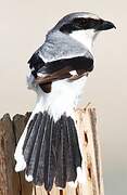 Loggerhead Shrike