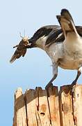 Loggerhead Shrike