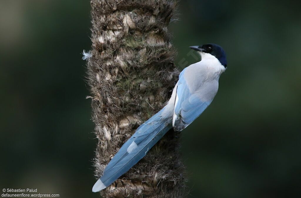 Azure-winged Magpieadult, identification