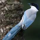 Pie bleue