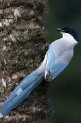 Azure-winged Magpie