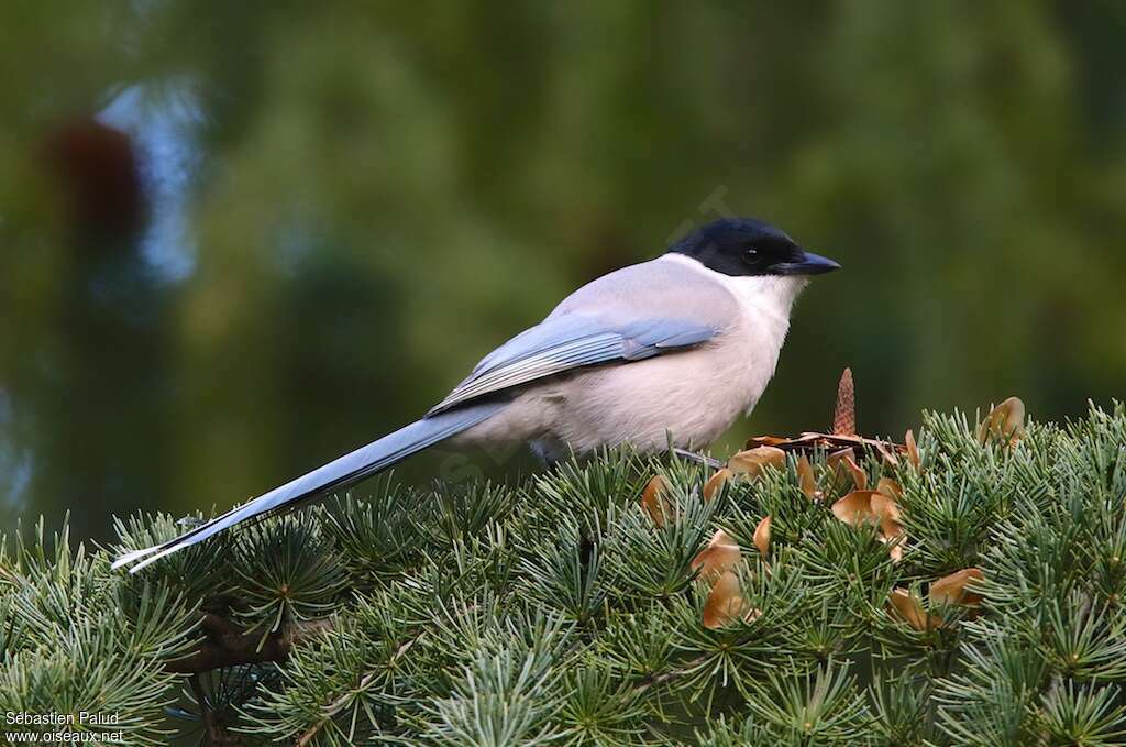 Azure-winged Magpieadult, identification