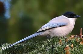 Azure-winged Magpie