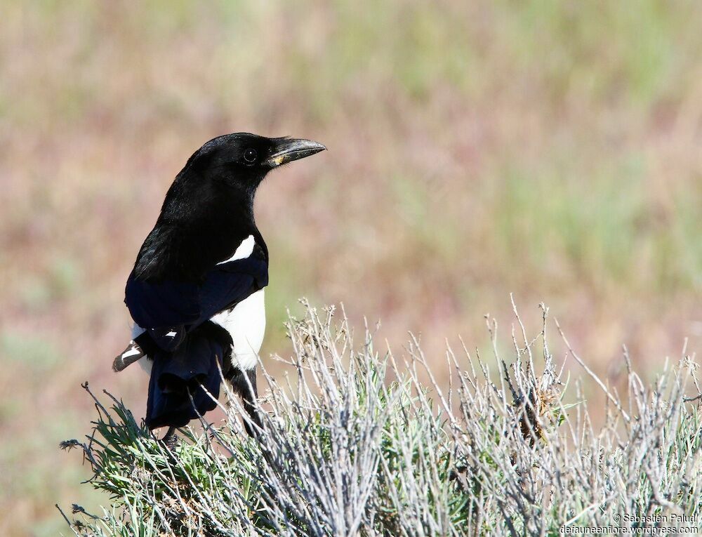 Black-billed Magpie