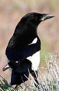 Black-billed Magpie