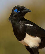 Maghreb Magpie