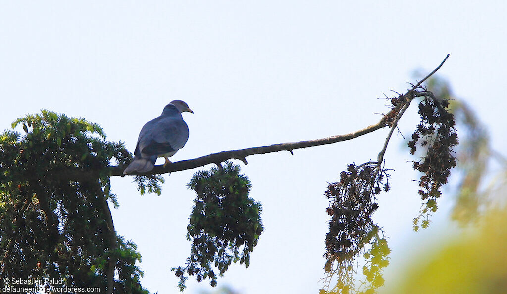 Band-tailed Pigeonadult, identification