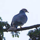 Pigeon à queue barrée