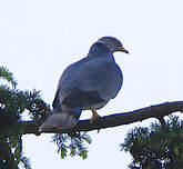 Pigeon à queue barrée