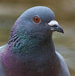 Pigeon biset