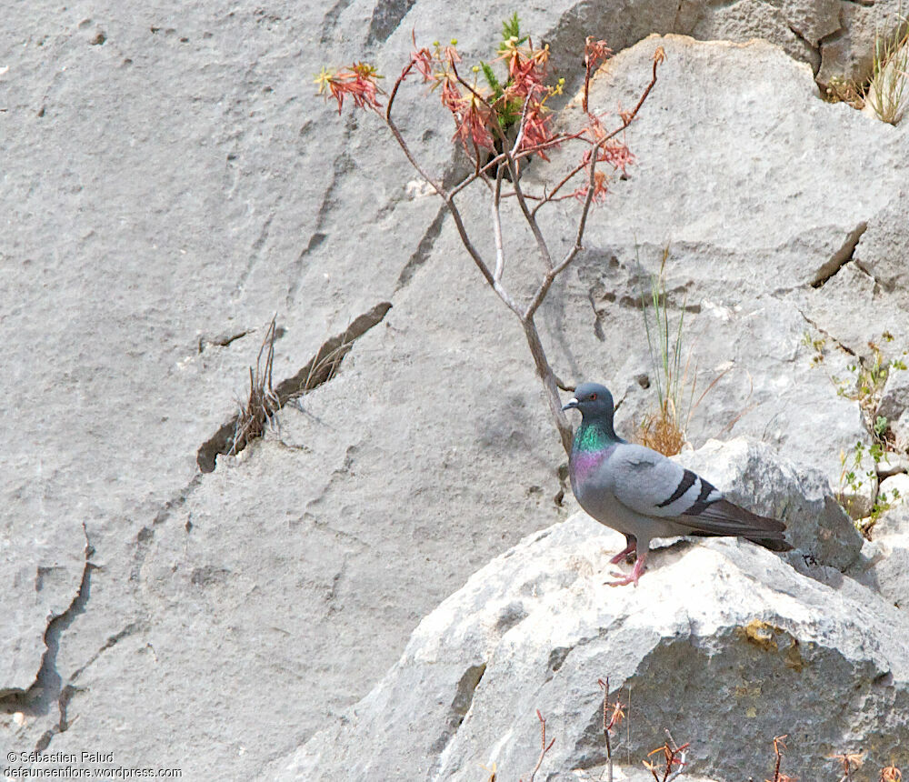 Rock Dove