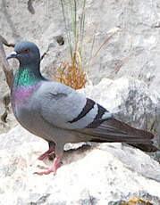 Pigeon biset