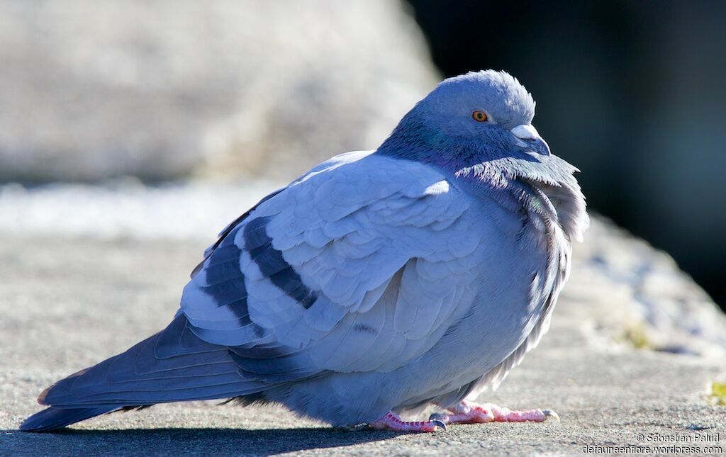 Rock Doveadult, identification