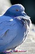 Rock Dove