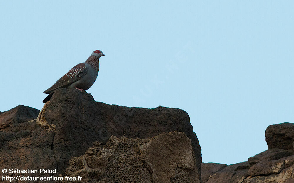 Speckled Pigeon