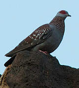 Speckled Pigeon