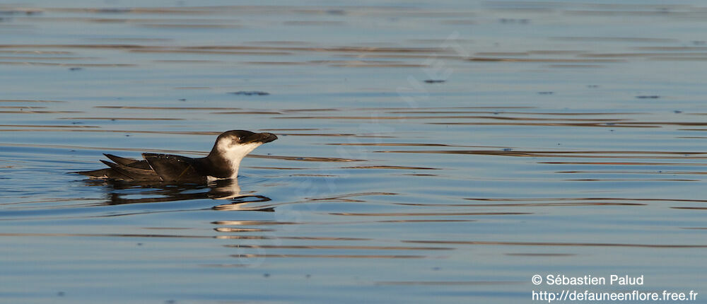 Razorbill