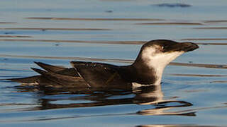 Razorbill