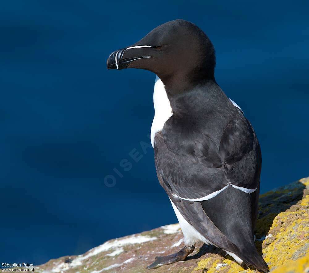 Pingouin tordaadulte nuptial, identification