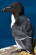 Razorbill