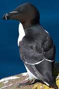 Razorbill