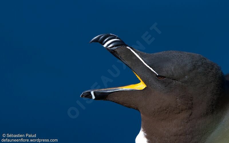 Pingouin tordaadulte nuptial, portrait