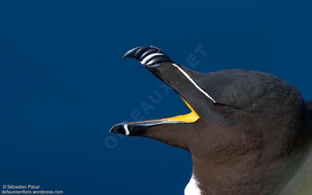 Razorbilladult breeding, close-up portrait