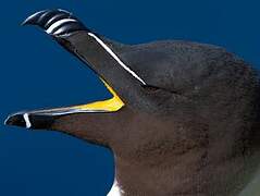 Razorbill