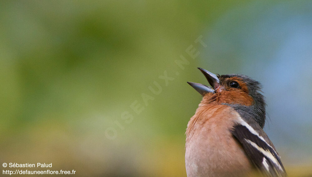 Common Chaffinch