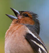 Eurasian Chaffinch